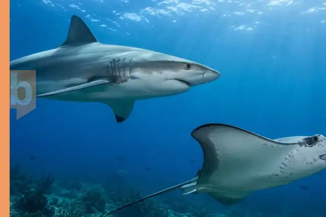 Sharks Vs Rays Celebrate local sharks and rays during βShark and Ray Discovery Day ...